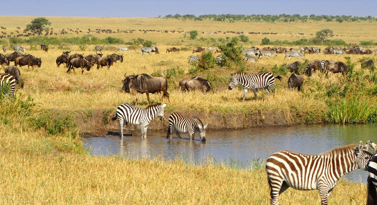 Wildlife viewing on a savanna safari